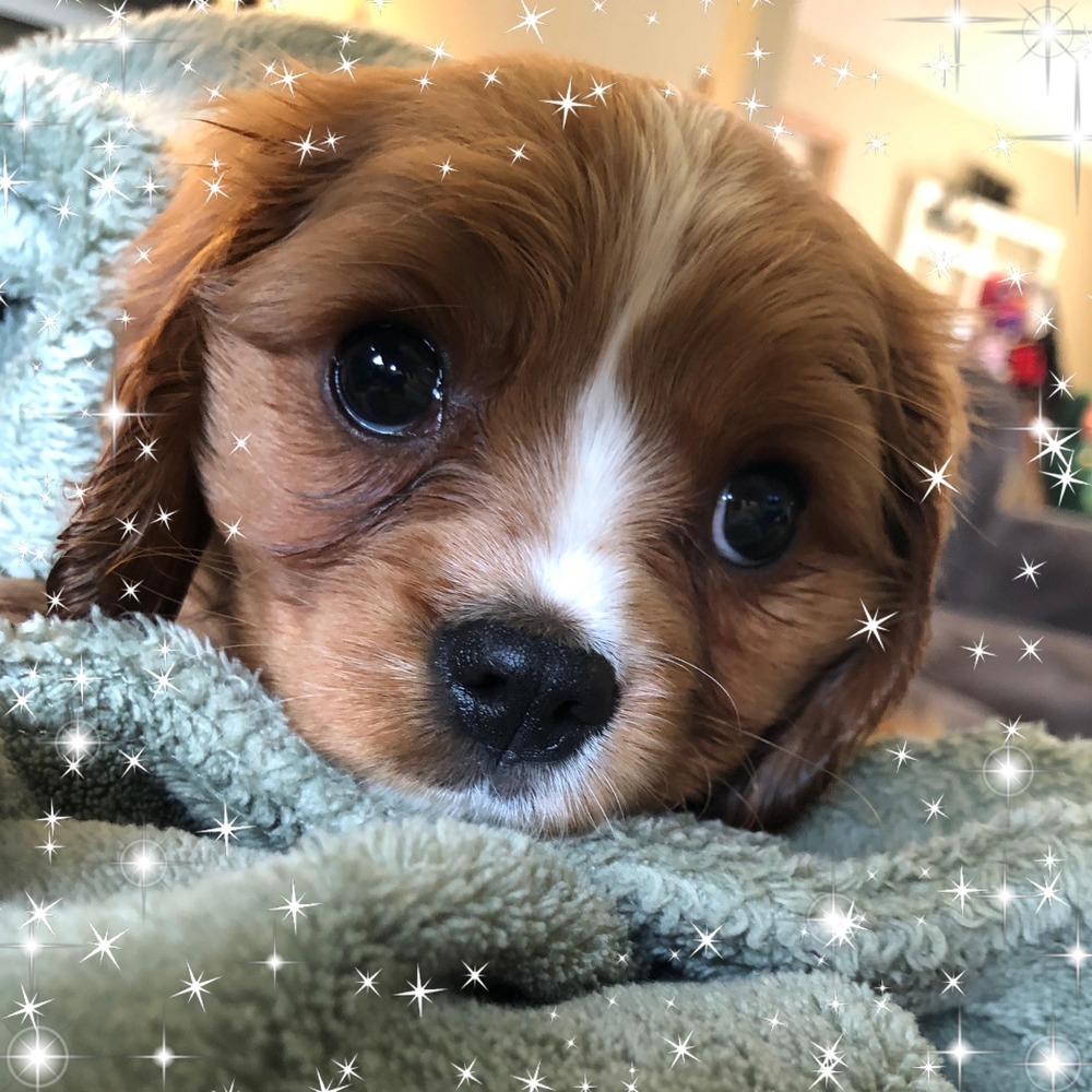 Meet your Posher, Zoe